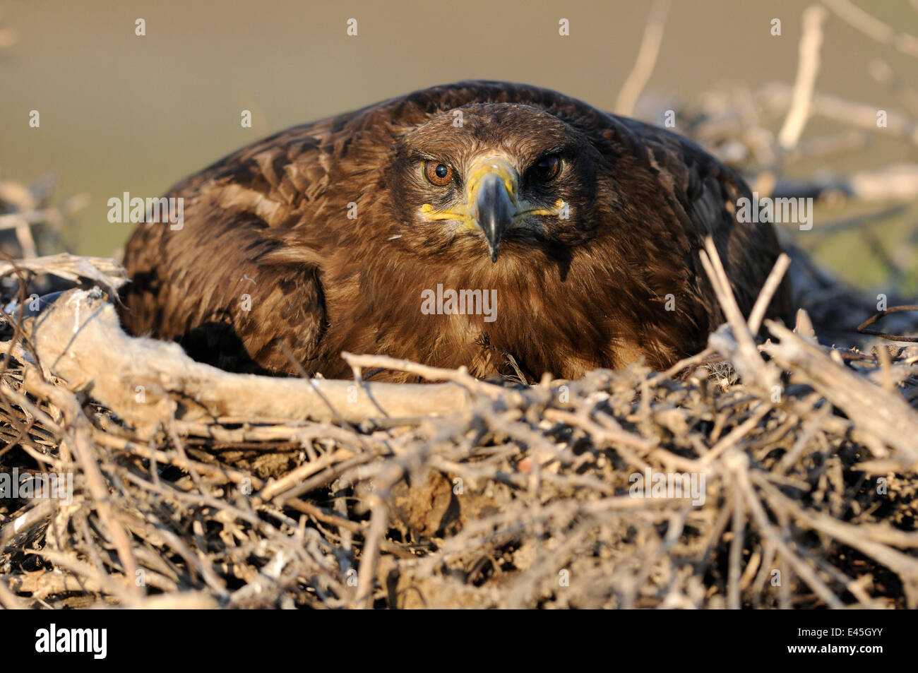 Steppa eagle (Aquila nipalensis) sul nido, Cherniye Zemli (terra nera) Riserva Naturale, Kalmykia, Russia, Maggio 2009 Foto Stock