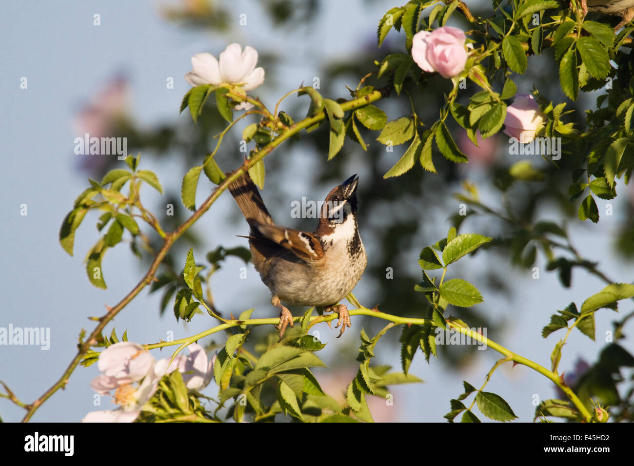 Tree sparrow (Passer montanus) visualizzati in rosa bush, la Slovacchia, l'Europa, Maggio 2009 Foto Stock