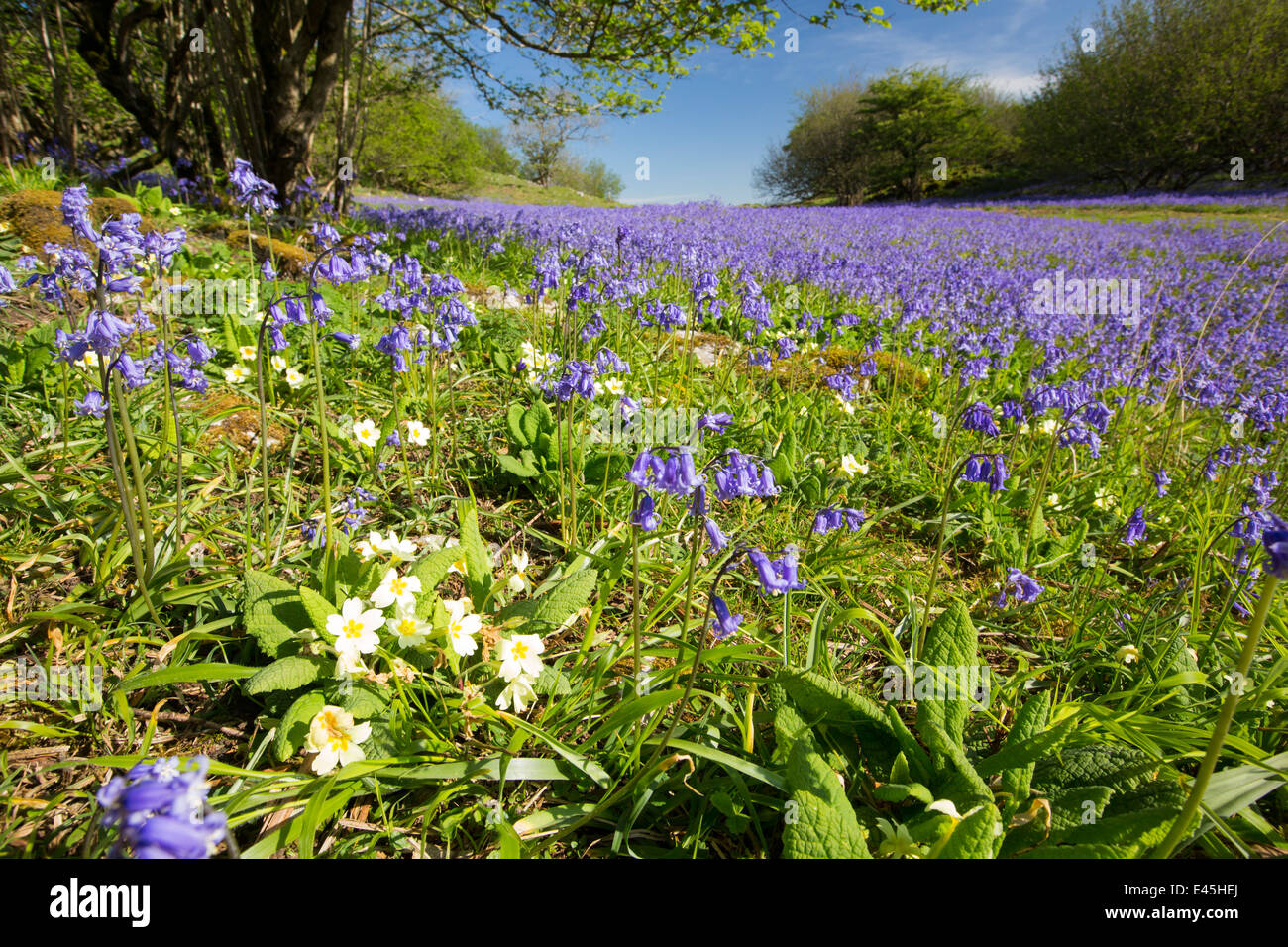 Bluebells e primule che cresce su una collina calcarea in Yorkshire Dales National Park, Regno Unito. Foto Stock