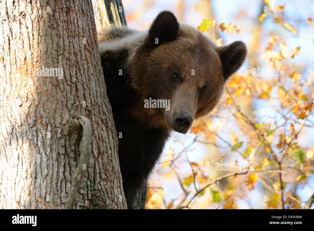 Unione l'orso bruno (Ursus arctos) guardando verso il basso dalla struttura ad albero, captive, privato Bear Park, vicino a Brasov, Romania, Ottobre 2008 Foto Stock