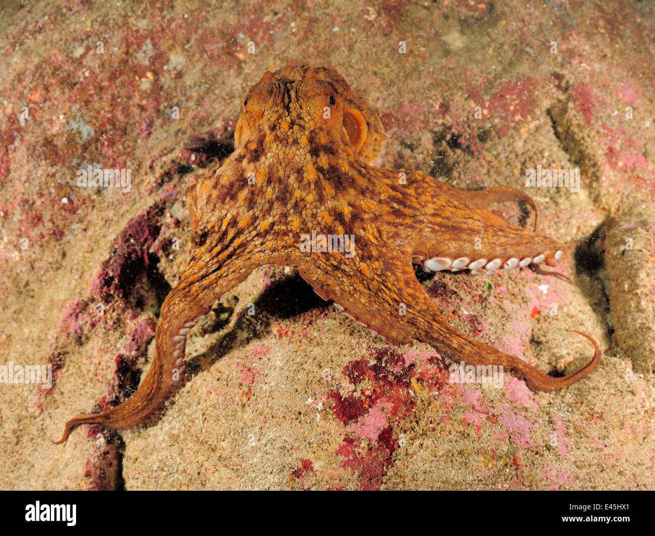 Polpo (Octopus vulgaris) su roccia, Malta, Mediterraneo, Maggio 2009 Foto Stock