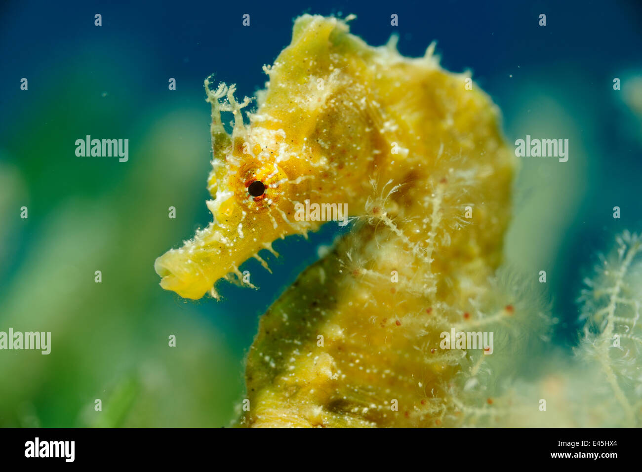 Breve snouted seahorse (Hippocampus hippocampus) ritratto, Malta, Mediterraneo, giugno 2009 non disponibile per i biglietti di auguri o calendari. Libro di WWE PIASTRA. WWE mostra all'aperto Foto Stock