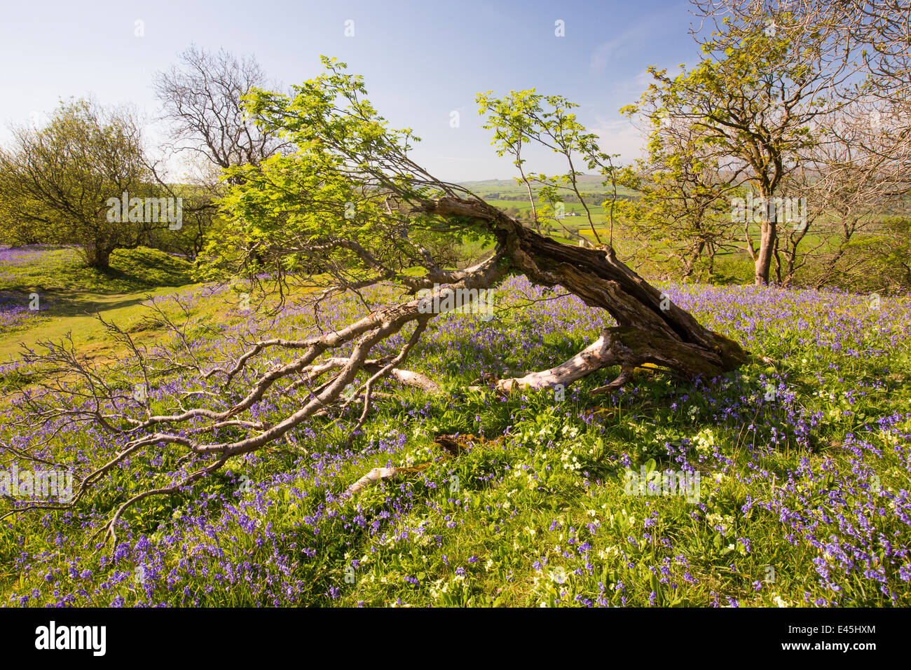 Bluebells e primule che cresce su una collina calcarea in Yorkshire Dales National Park, Regno Unito, con un vecchio Rowan tree. Foto Stock