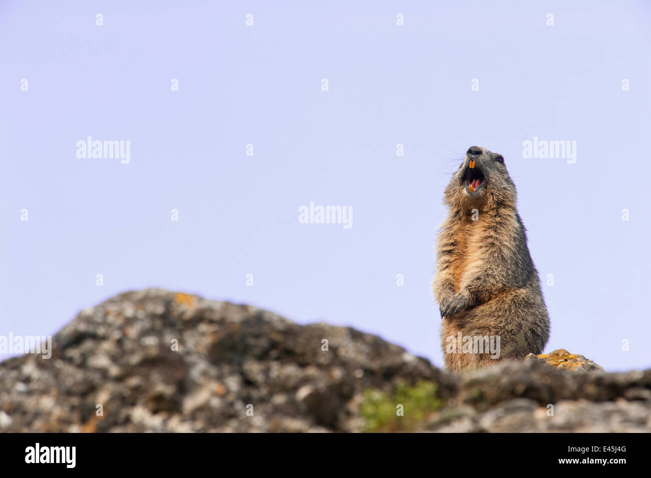 Alpine marmotta (Marmota marmota) dando una chiamata di allarme, Guillestre, Queyras, Francia, giugno 2009 Foto Stock