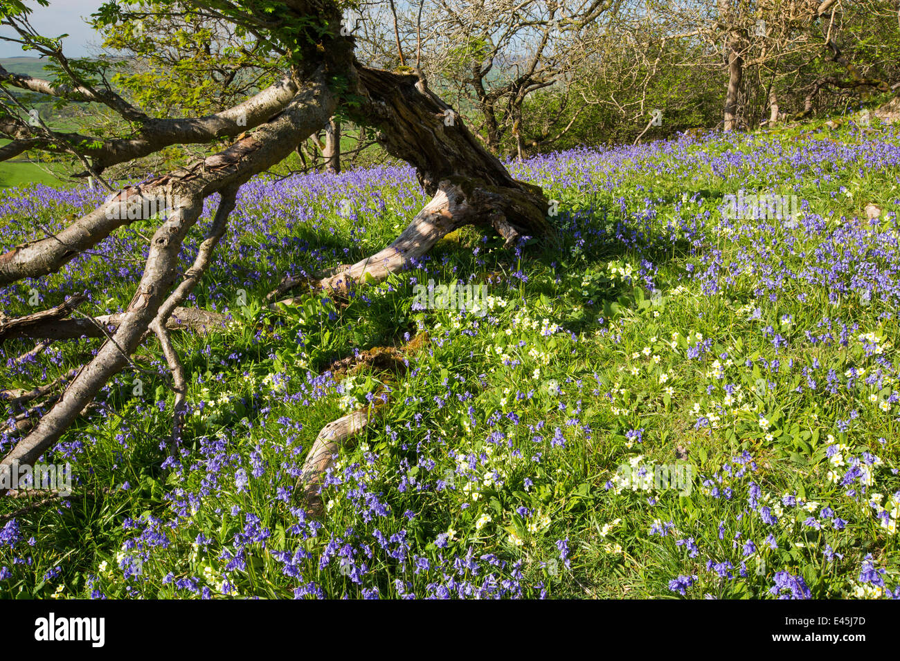 Bluebells e primule che cresce su una collina calcarea in Yorkshire Dales National Park, Regno Unito, con un vecchio Rowan tree. Foto Stock