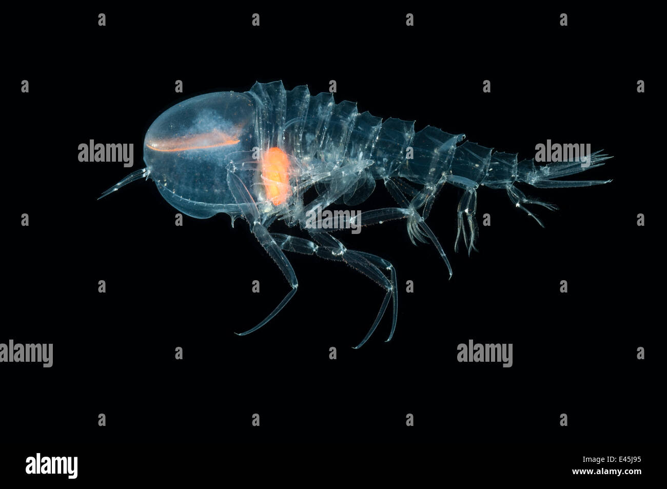 Deepsea Amphipod {Cystisoma sp} tra 530-750m, Mid-Atlantic Ridge, Oceano Atlantico settentrionale Foto Stock