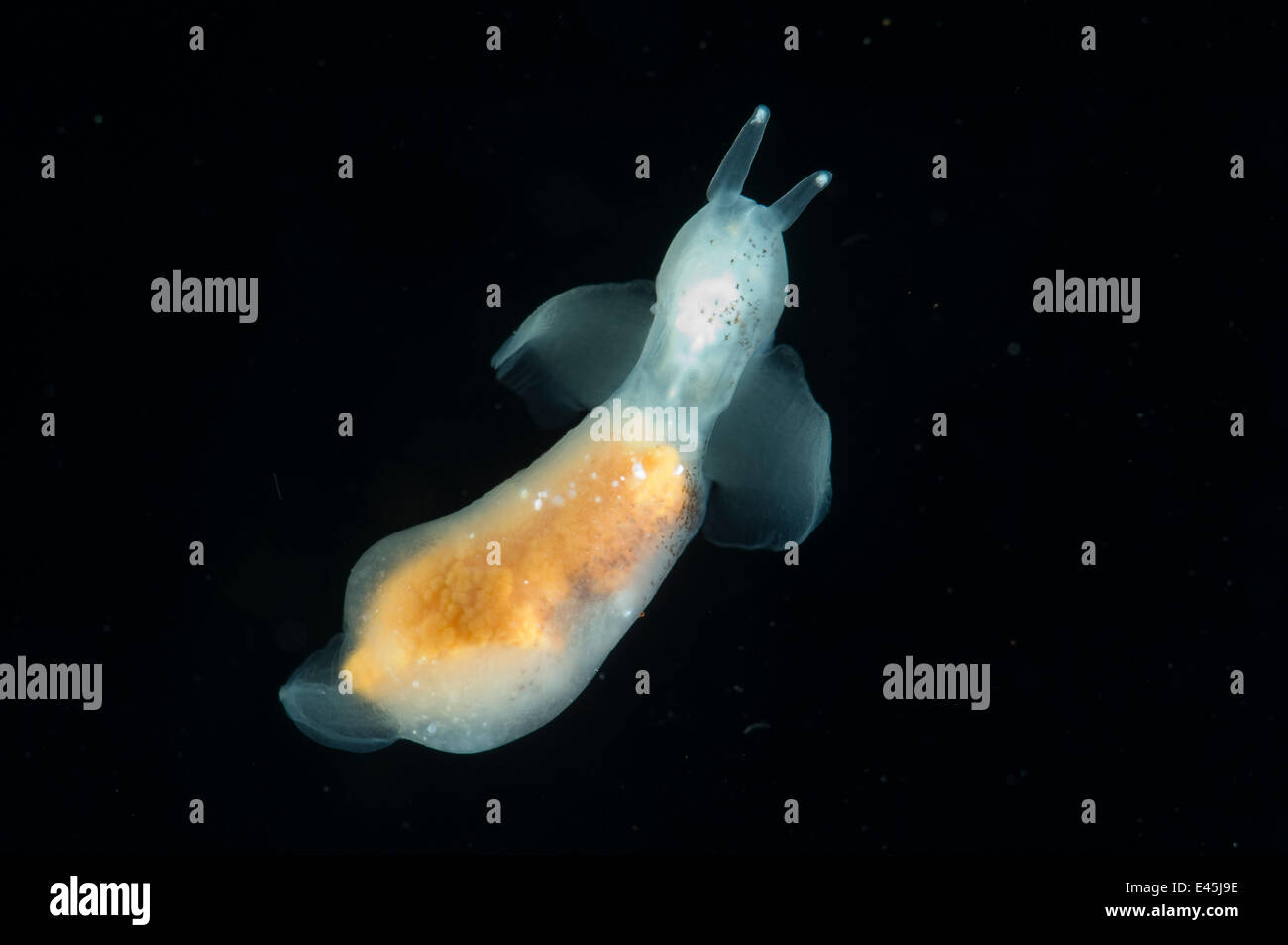 Gymnosome Pteropod mollusco, mare butterfly, Mid-Atlantic Ridge, Oceano Atlantico settentrionale Foto Stock