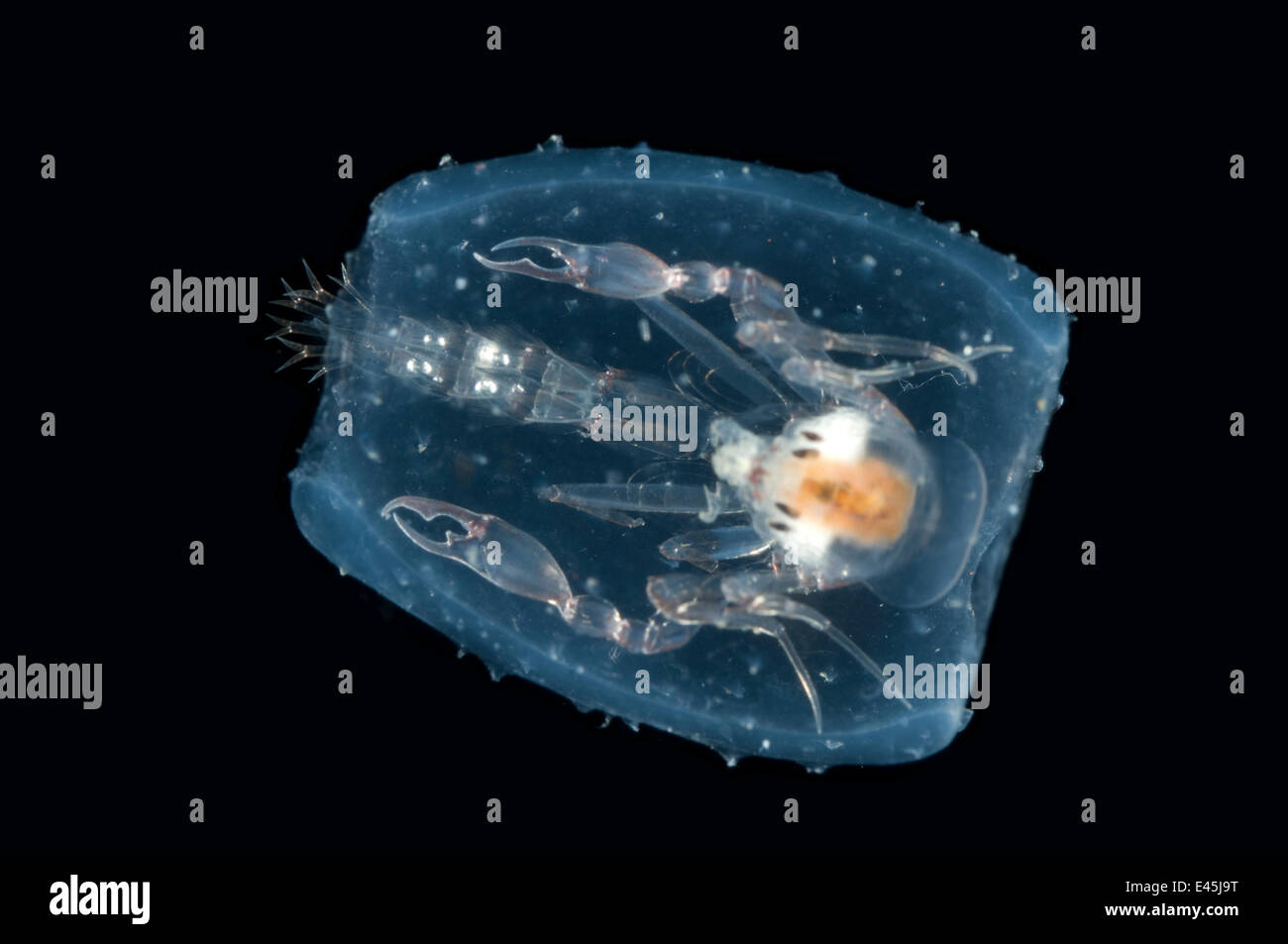 La PRAM bug (Phronima sedentaria) in barile di salp, catturati tra 74m/243m e 188m/617ft, di notte, Mid-Atlantic Ridge, Oceano Atlantico settentrionale Foto Stock