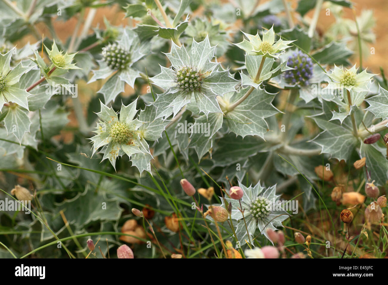 Mare holly impianto. Eryngiums maritimum Foto Stock