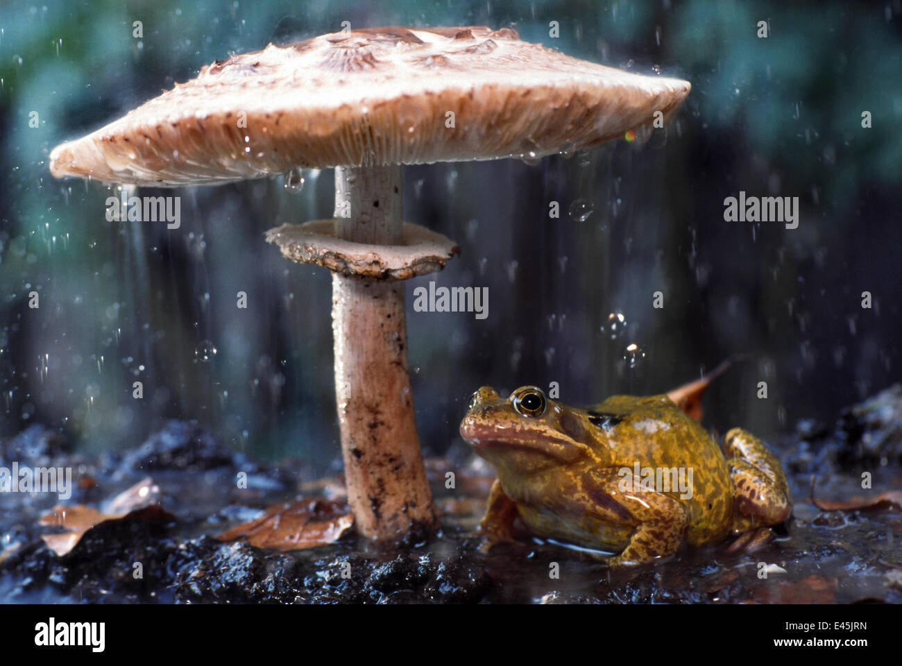 Rana comune (Rana temporaria) si ripara dalla pioggia sotto toadstool (Macrolepiota procera) Paesi Bassi Foto Stock
