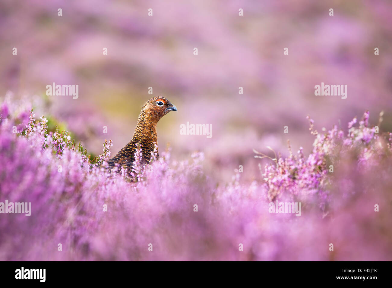 Red Grouse {Lagopus lagopus scoticus} su heather moorland, Derwent Edge, Parco Nazionale di Peak District, UK, Settembre. Foto Stock