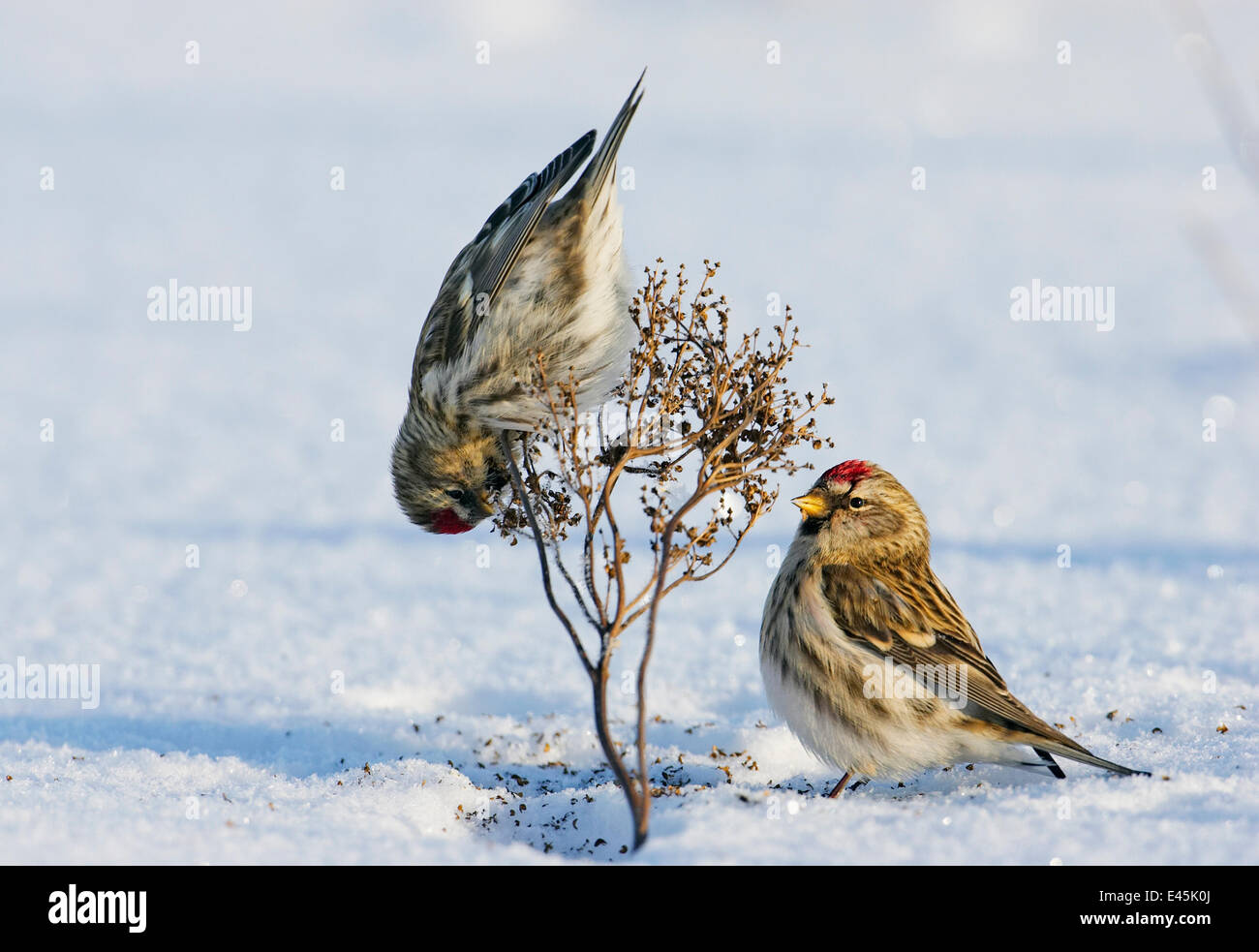 Due comuni redpolls (Careduelis flammea) alimentazione, Liminka, Finlandia, Febbraio Foto Stock