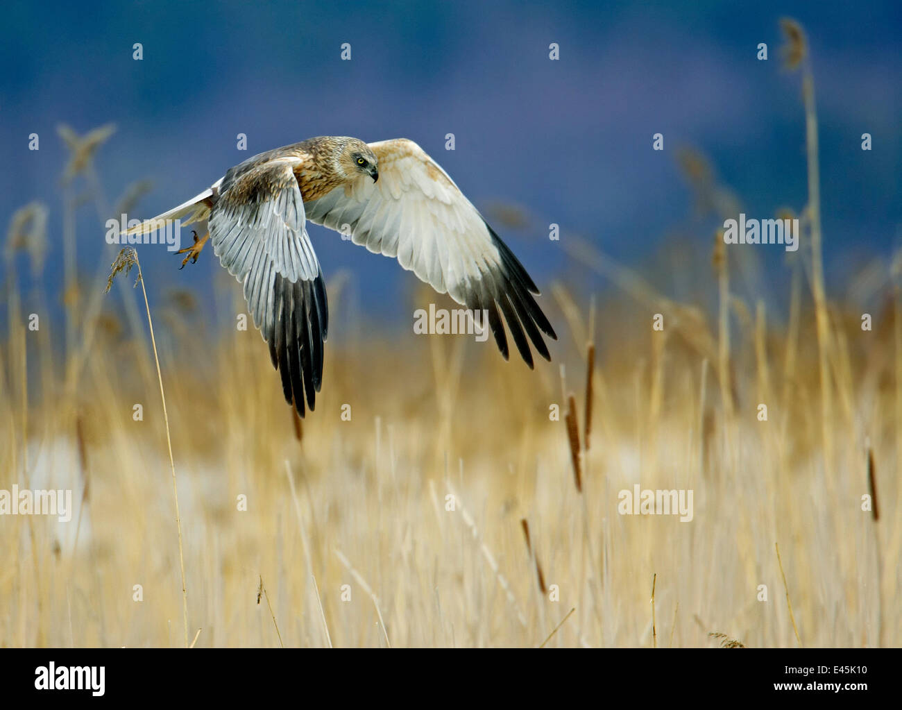Falco di palude (Circus aeroginosus) maschio caccia, Porvoo Finlandia Foto Stock
