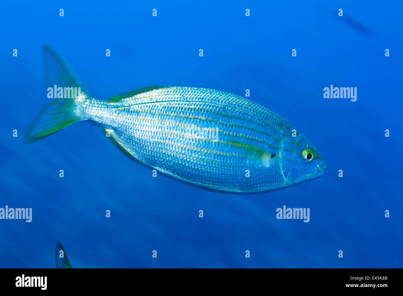 Orate di vacca / Saupe (Sarpa salpa) Larvotto riserva marina, Monaco, Mare mediterraneo, Luglio 2009 Foto Stock