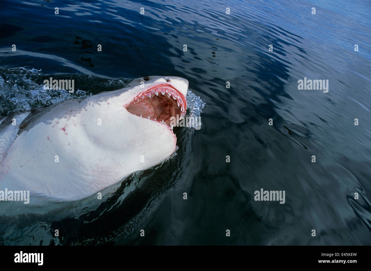 Il grande squalo bianco (Carcharodon carcharias) affiorante con la bocca aperta, Dyer Island, Sud Africa, Oceano Atlantico. Foto Stock