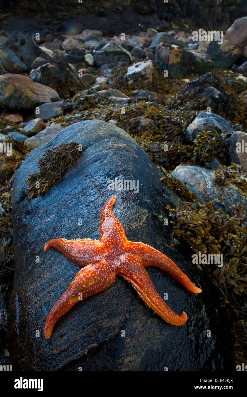 Starfish sulla roccia a bassa marea, Dail Beag Beach, Lewis, Ebridi Esterne, Scozia, Giugno 2009 Foto Stock