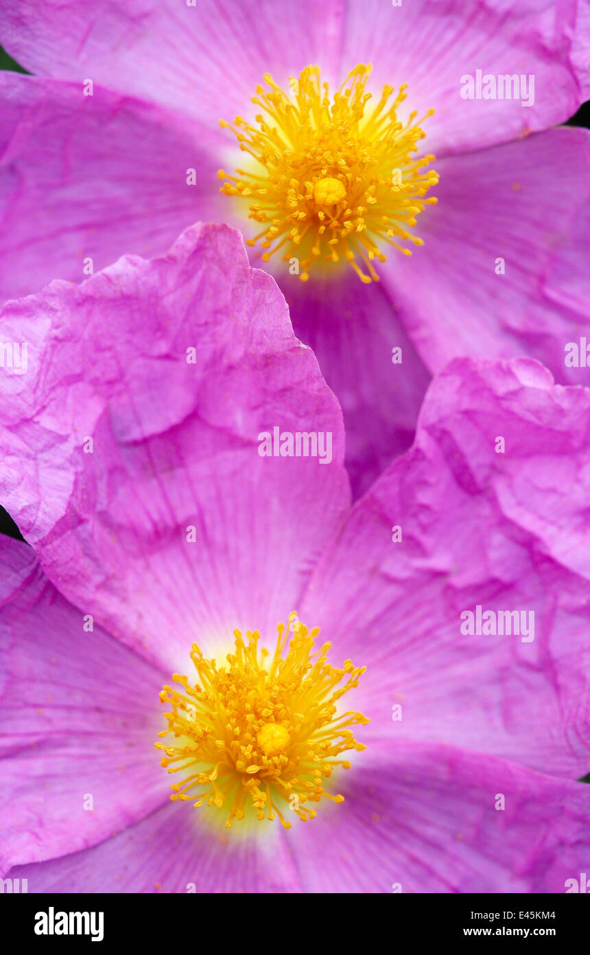 Cistus sp immagini e fotografie stock ad alta risoluzione - Alamy