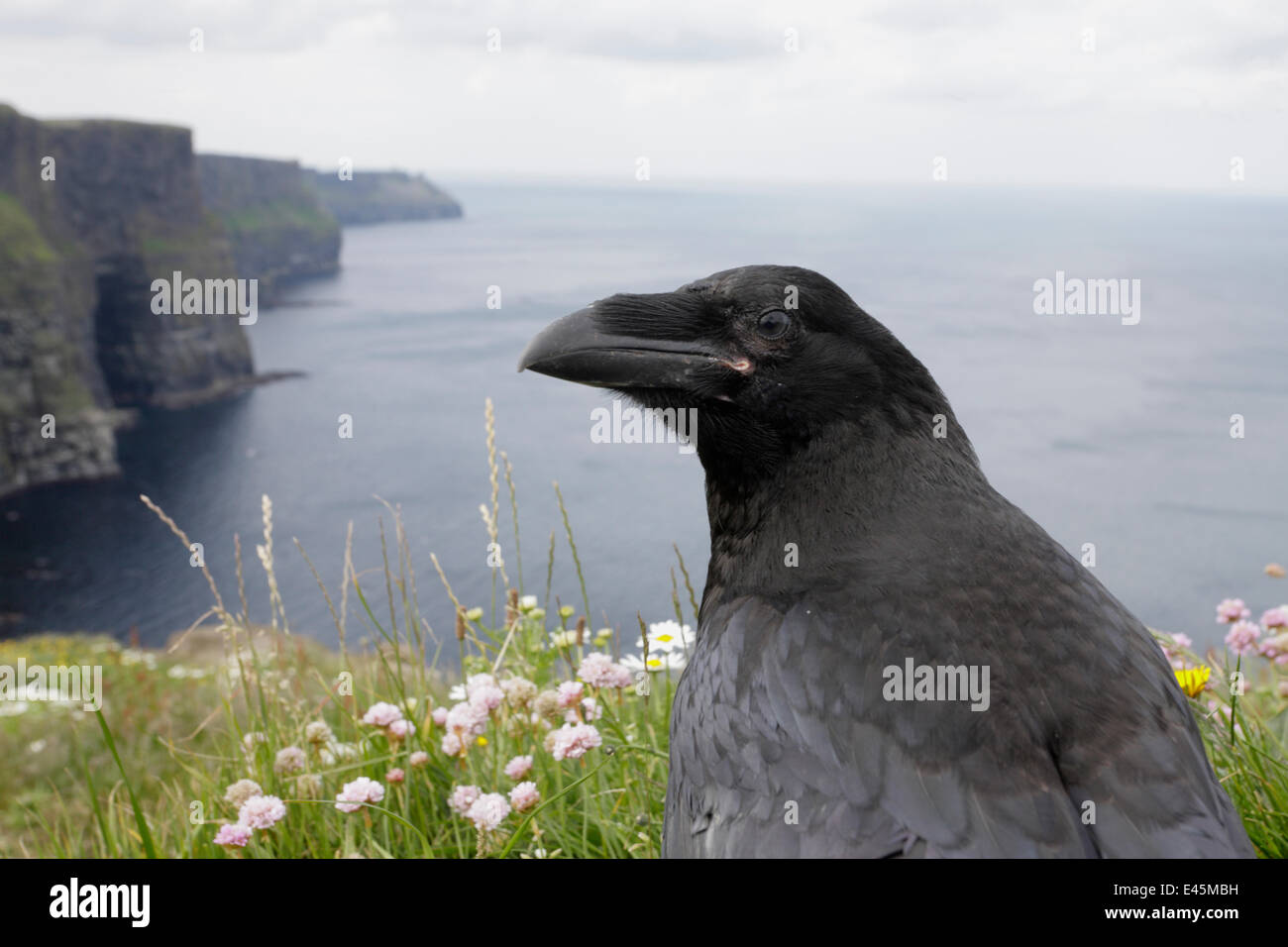 Corvo Imperiale (Corvus corax) sulla scogliera, le scogliere di Moher, County Clare, Irlanda, Giugno 2009 Foto Stock