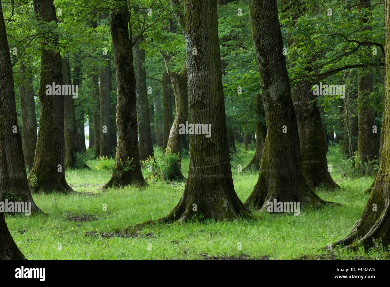Slavonia Comune / quercia (Quercus robur) e cenere (Fraxinus sp) foresta, vicino al villaggio di Mužilovcica, Lonjsko polje Nature Park, Sisack-Moslavina county, regione della Slavonia, Posavina area, Croazia, Giugno 2009 Foto Stock