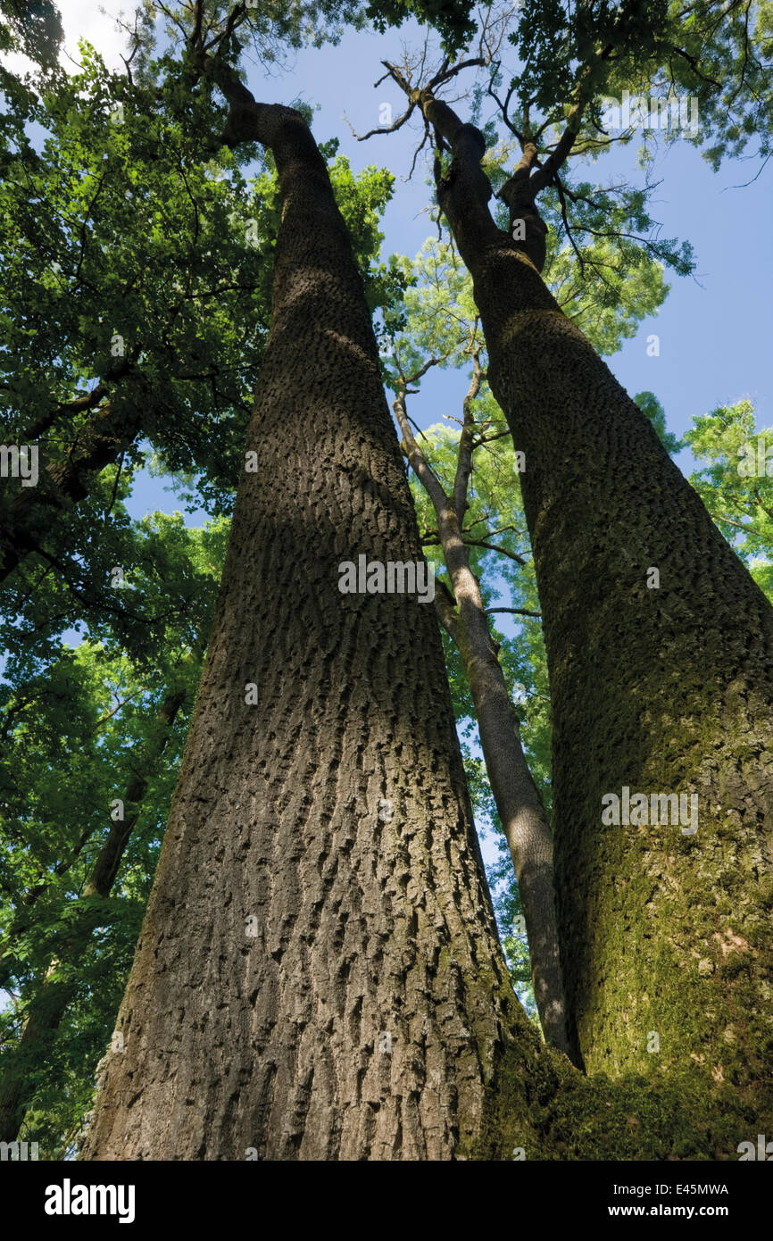 Ash tree fraxinus sp immagini e fotografie stock ad alta risoluzione ...