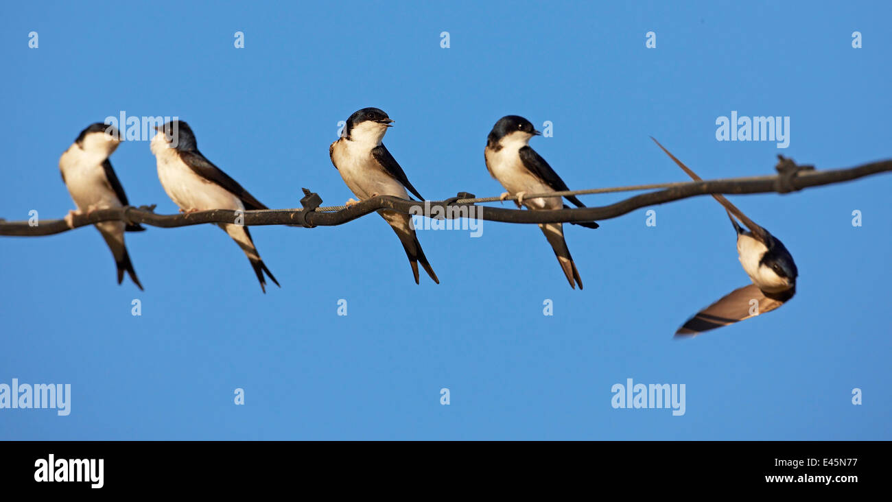 Casa martins (Delichon urbica) arroccato in una fila sul filo, con un altro in volo, Estremadura, Spagna, Aprile 2009 Foto Stock