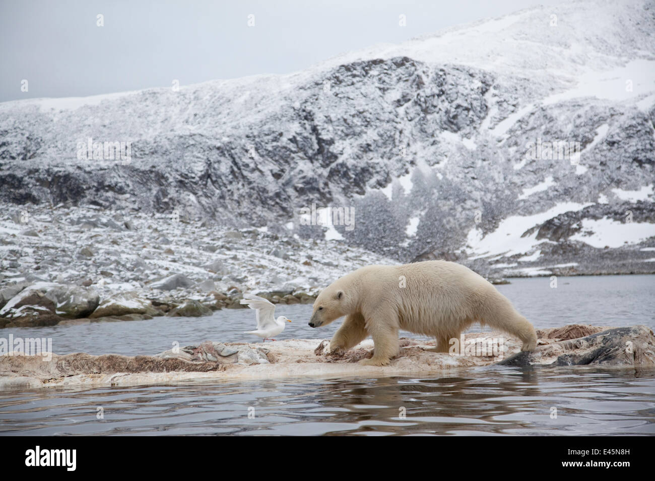 Orso polare (Ursus maritimus) passeggiate sui morti carcassa di balena, Svalbard, Norvegia, settembre 2009 Foto Stock