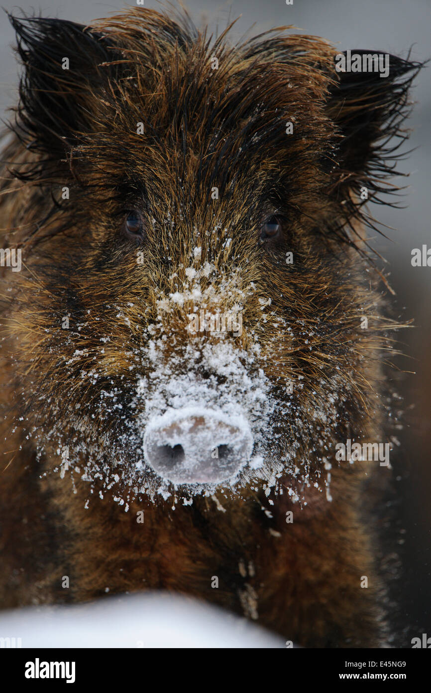 Portrat di il cinghiale (Sus scrofa) rovistando nella neve, in inverno, Estonia. Foto Stock