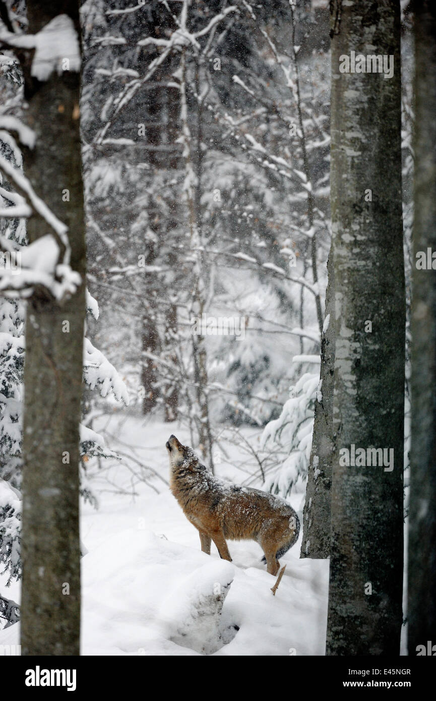 Unione lupo (Canis lupus) ululati nella coperta di neve la foresta, captive. Bayerischerwald National Park, Germania. Foto Stock