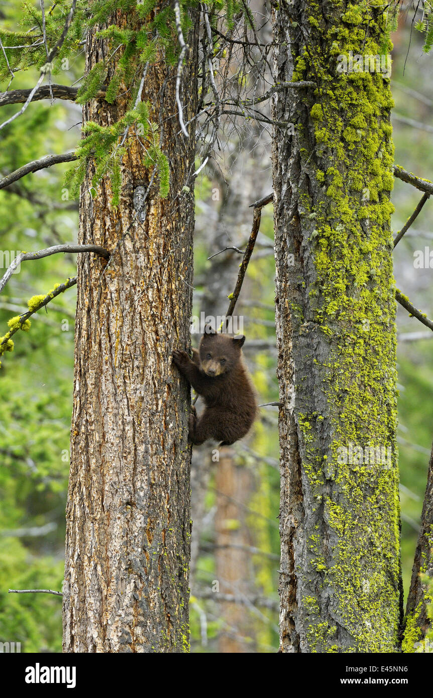 Black Bear (Ursus americanus) cub, fase di cannella, arrampicata abete, il Parco Nazionale di Yellowstone, Wyoming USA, Giugno Foto Stock