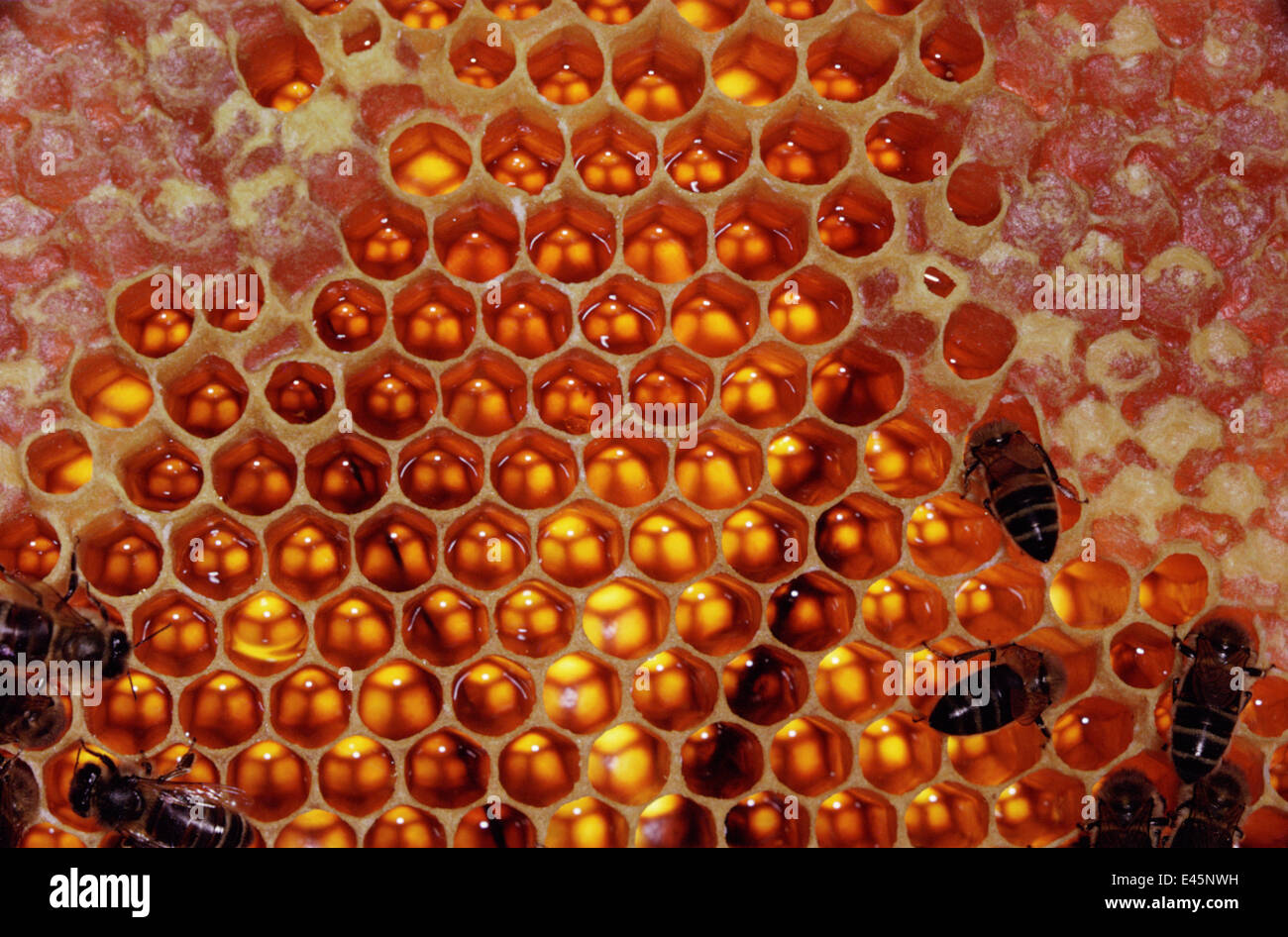 Il miele delle api (Apis mellifera) miele di riempimento celle di deposito nell'alveare, REGNO UNITO Foto Stock