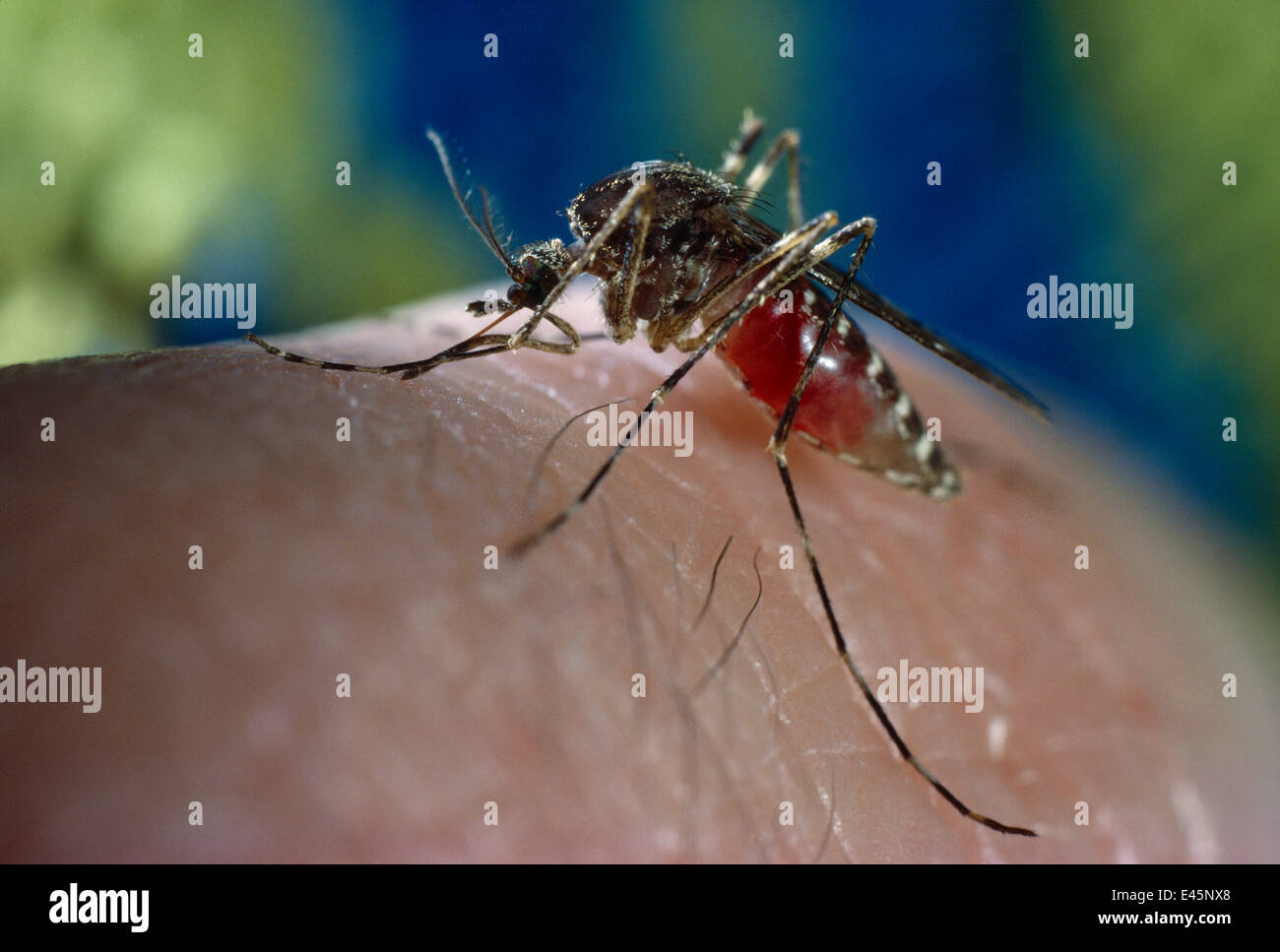 Mosquito (Culicidae) femmina alimentazione su sangue umano Foto Stock