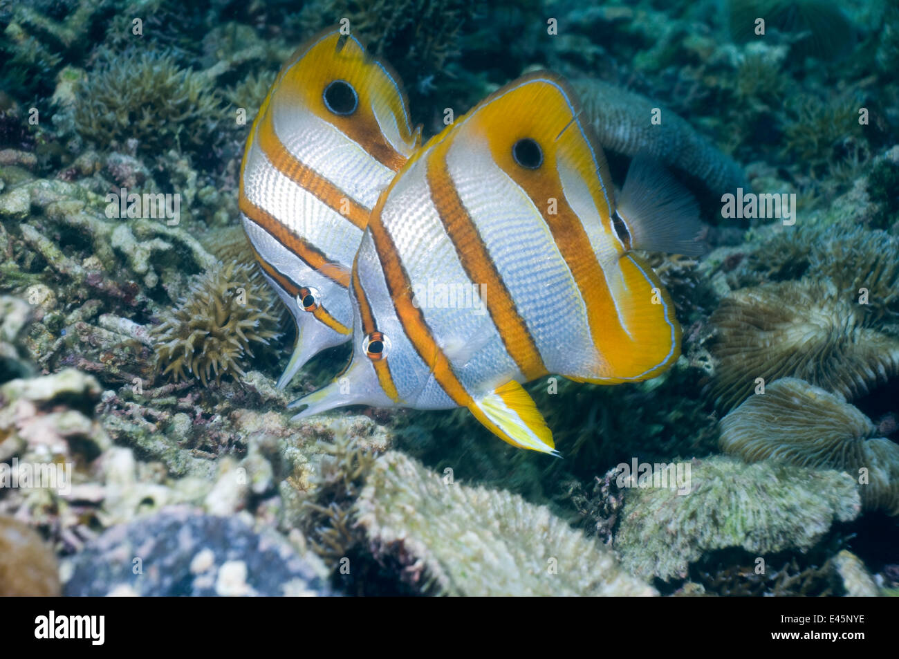 Due fatturati / Rame-nastrare butterflyfish (Chelmon rostratus) in Coral reef, Indonesia Foto Stock