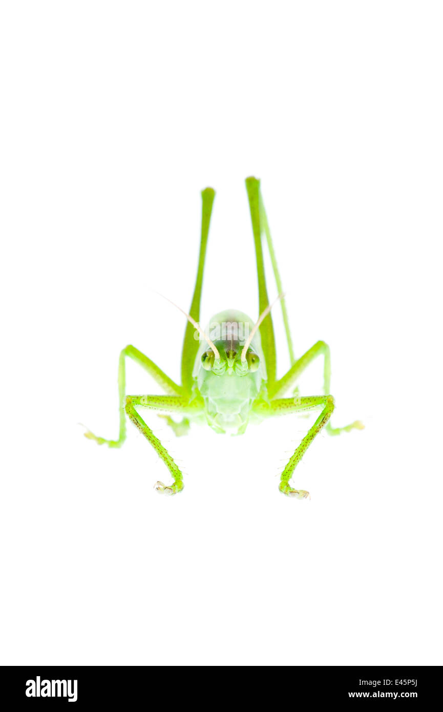 Maschio grande macchia verde cricket (Tettigonia viridissima) Fliess, Naturpark Kaunergrat, Tirolo, Austria, Luglio 2008 WWE mostra all'aperto. Non disponibile per i biglietti di auguri o calendari Foto Stock