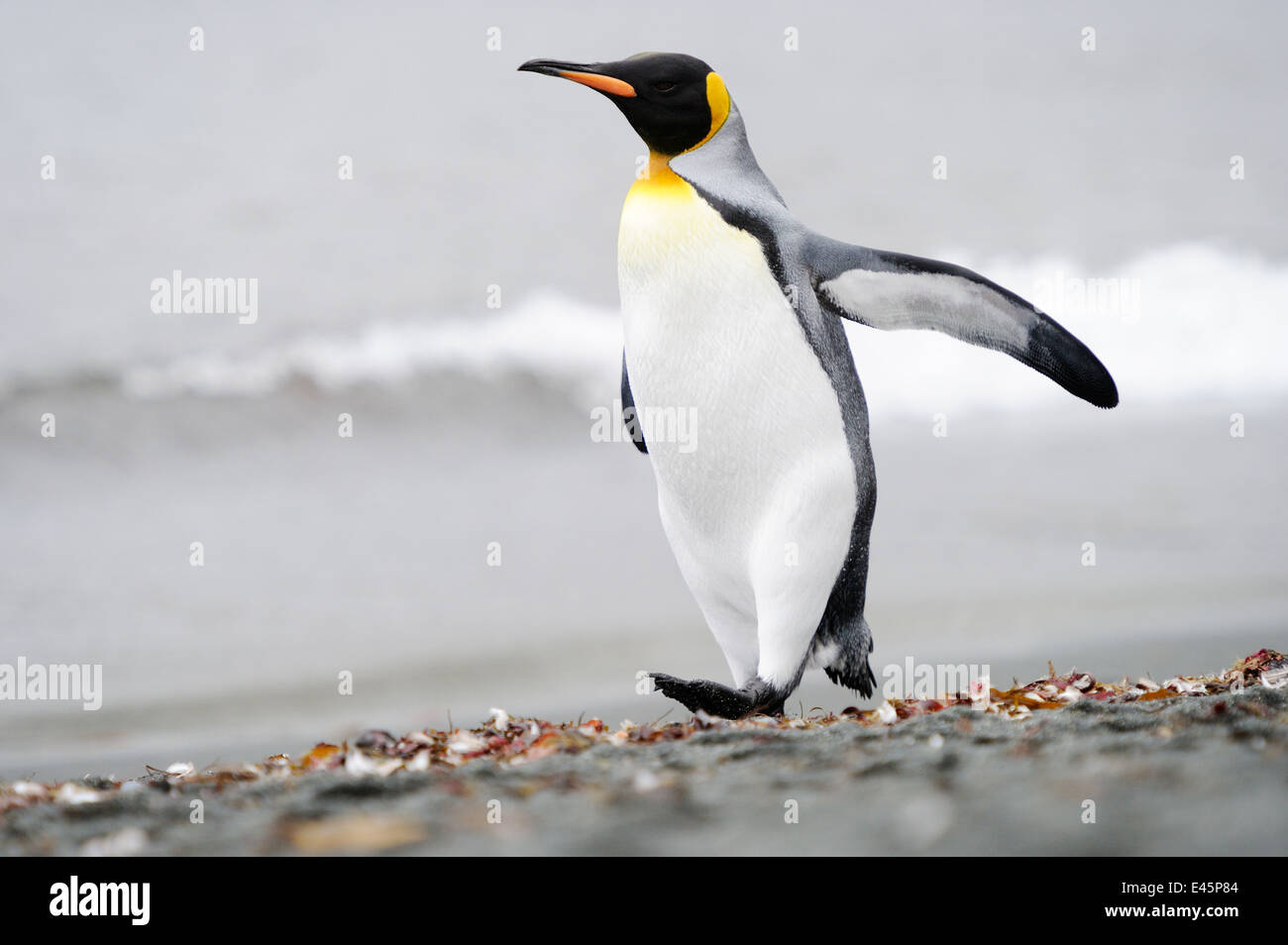 Pinguino reale (Aptenodytes patagonicus) passeggiate sulla spiaggia di Macquarie Island, sub acque antartiche di Australia. Foto Stock