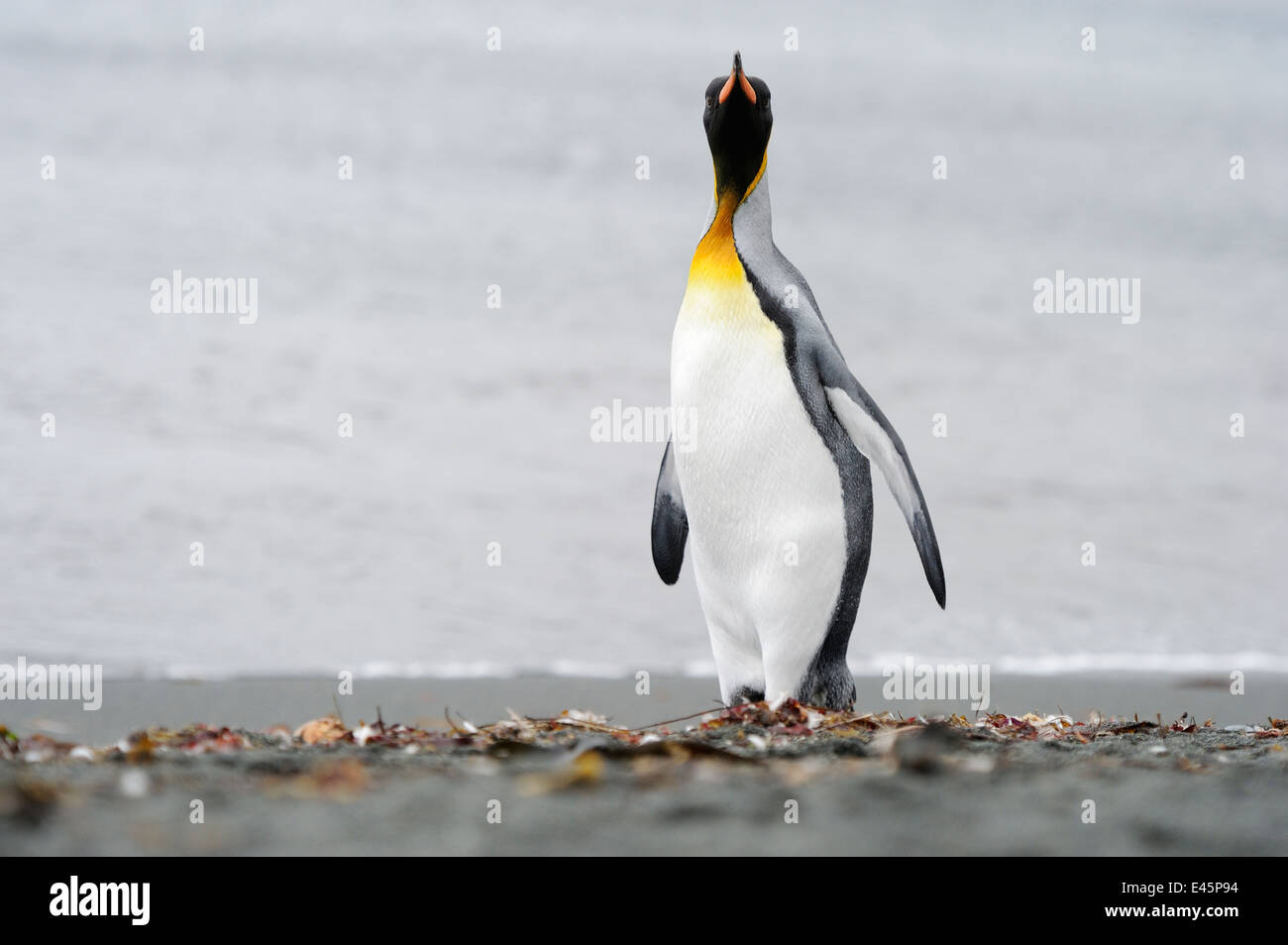 Pinguino reale (Aptenodytes patagonicus) permanente sulla spiaggia di Macquarie Island, sub acque antartiche dell Australia e torsioni Foto Stock