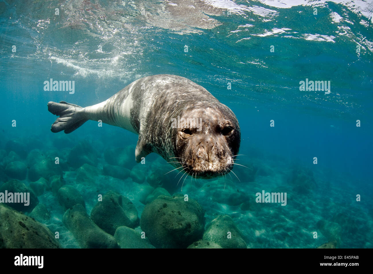 Mediterraneo Foca Monaca (Monachus monachus) grande maschio di 2,5 m di lunghezza. Localmente identificata dal Parque Natural da Madeira come 'Metade'. Areias, deserta Grande, Isole Desertas, Madeira, Portogallo, Agosto 2009 Foto Stock