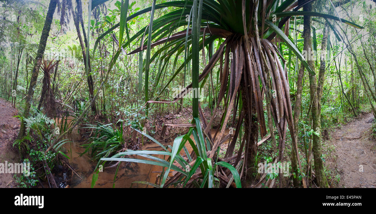 La foresta pluviale montane understorey lungo un ruscello con dominanti Pandanus sp. Vohiparara, Ranomafana National Park, Madagascar. (Digitally cucito immagine) Foto Stock