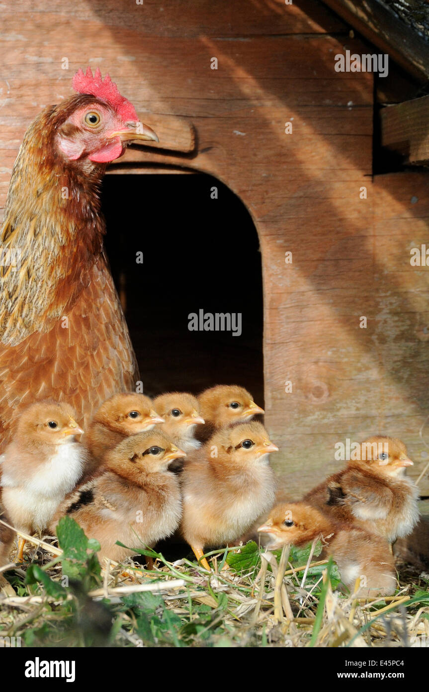 Domestico bantam Welsummers pollo (Gallus gallus domesticus) con i pulcini di un giorno, Norfolk, Regno Unito Settembre Foto Stock