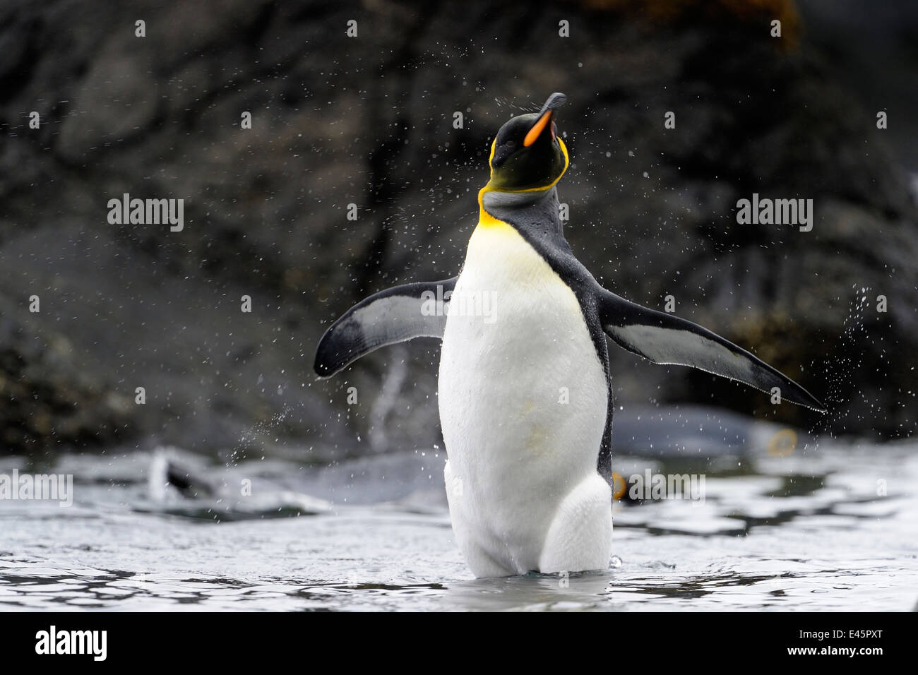 Pinguino reale (Aptenodytes patagonicus) in piedi in acqua sulla spiaggia di Macquarie Island, sub acque antartiche dell Australia e Foto Stock