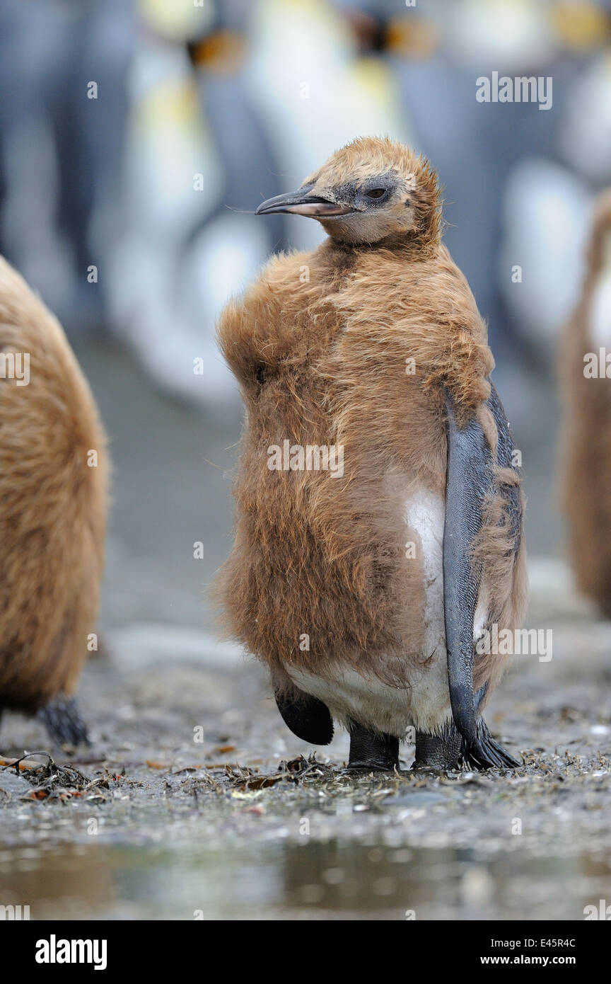 I capretti pinguino reale (Aptenodytes patagonicus) permanente sulla spiaggia di Macquarie Island, sub acque antartiche dell Australia e Foto Stock