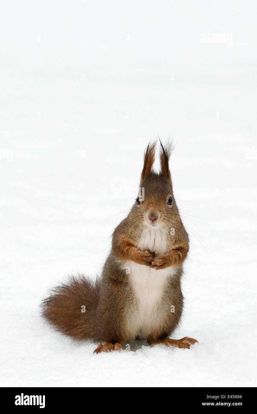 Red scoiattolo (Sciurus vulgaris) seduto in posizione eretta nella neve profonda, Austria, Europa Foto Stock