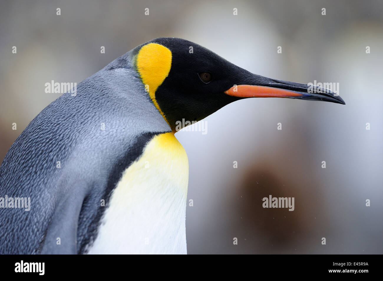 Pinguino reale (Aptenodytes patagonicus ritratto). Foto Stock