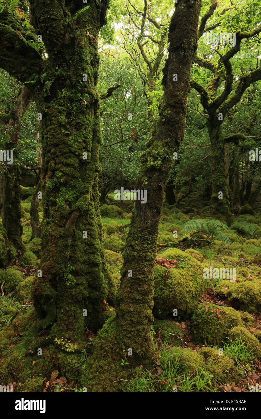 Moss coperte di alberi di quercia (Quercus petraea) e massi, Tomies legno, Parco Nazionale di Killarney, nella contea di Kerry, Repubblica di Irlanda, Europa Foto Stock