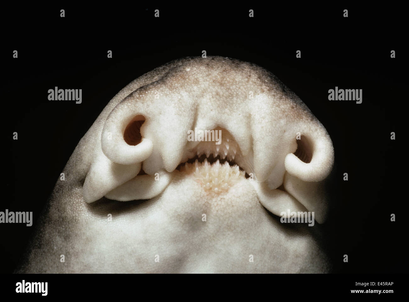 Narici e parti di bocca di Port Jackson shark (Heterodontus Filippi) di notte, Sud Australia, grande insenatura australiano Foto Stock