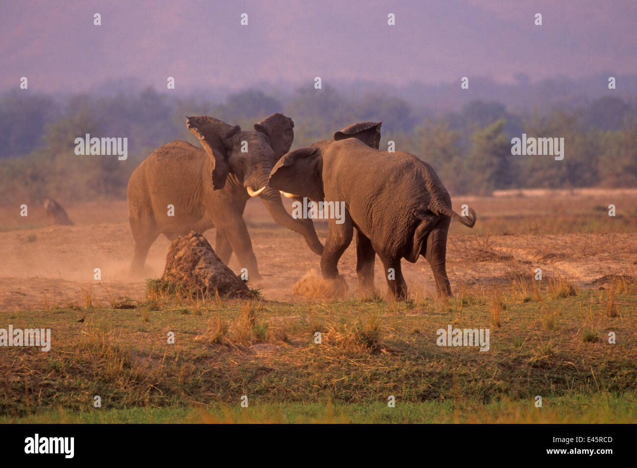 Elefante africano (Loxodonta africana) tori in posizione dominante lotta, Mono piscine parco nazionale, Zimbabwe, Sud Africa Foto Stock