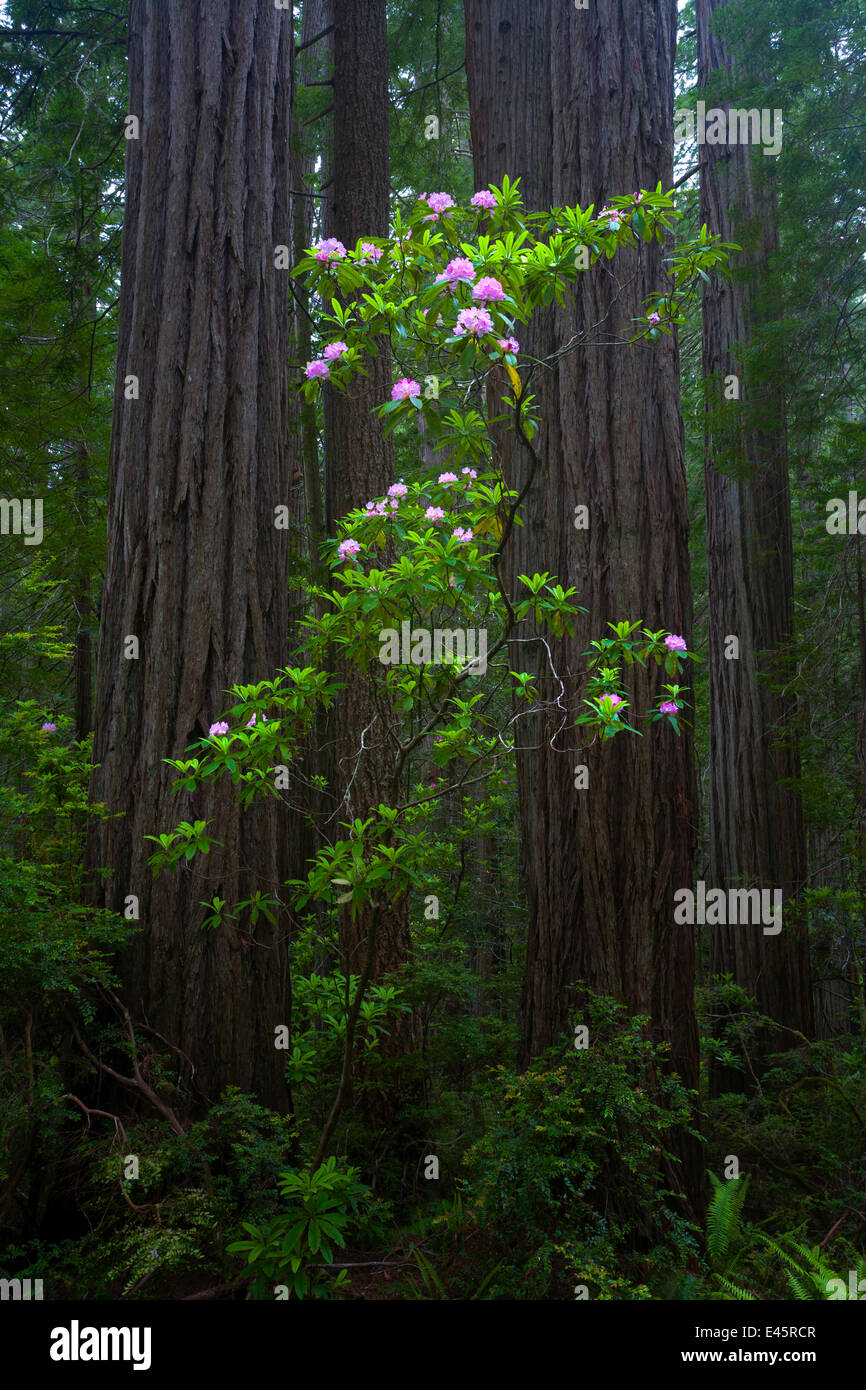 Tronchi di Californian Redwood trees (Sequoia sempervirens) e fioritura rododendri, Parco Nazionale di Redwood, Califorina, USA, Giugno 2008. Foto Stock