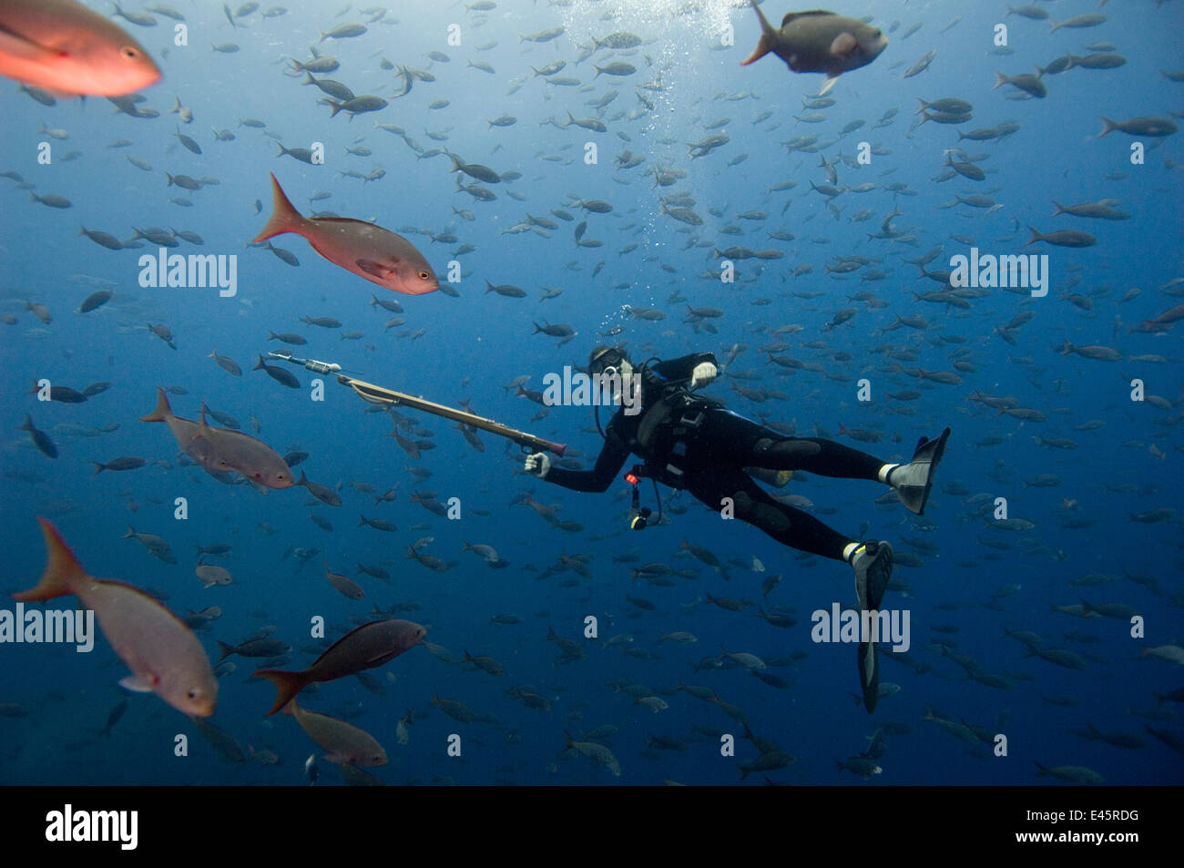 James Ketchum immersioni con fucile caricato con PAT (Satellite Tag) per contrassegnare un squalo balena, per lo studio di modelli di migrazione. Isole Galapagos, Luglio 2008 Foto Stock