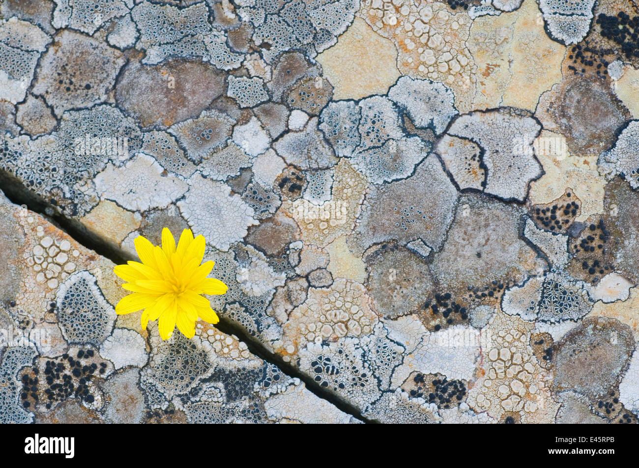 Mappa lichen (Rhizocarpon geographicum) sulla roccia con (Hyoseris radiata) fiore, Menorca, isole Baleari, Spagna, Europa Foto Stock