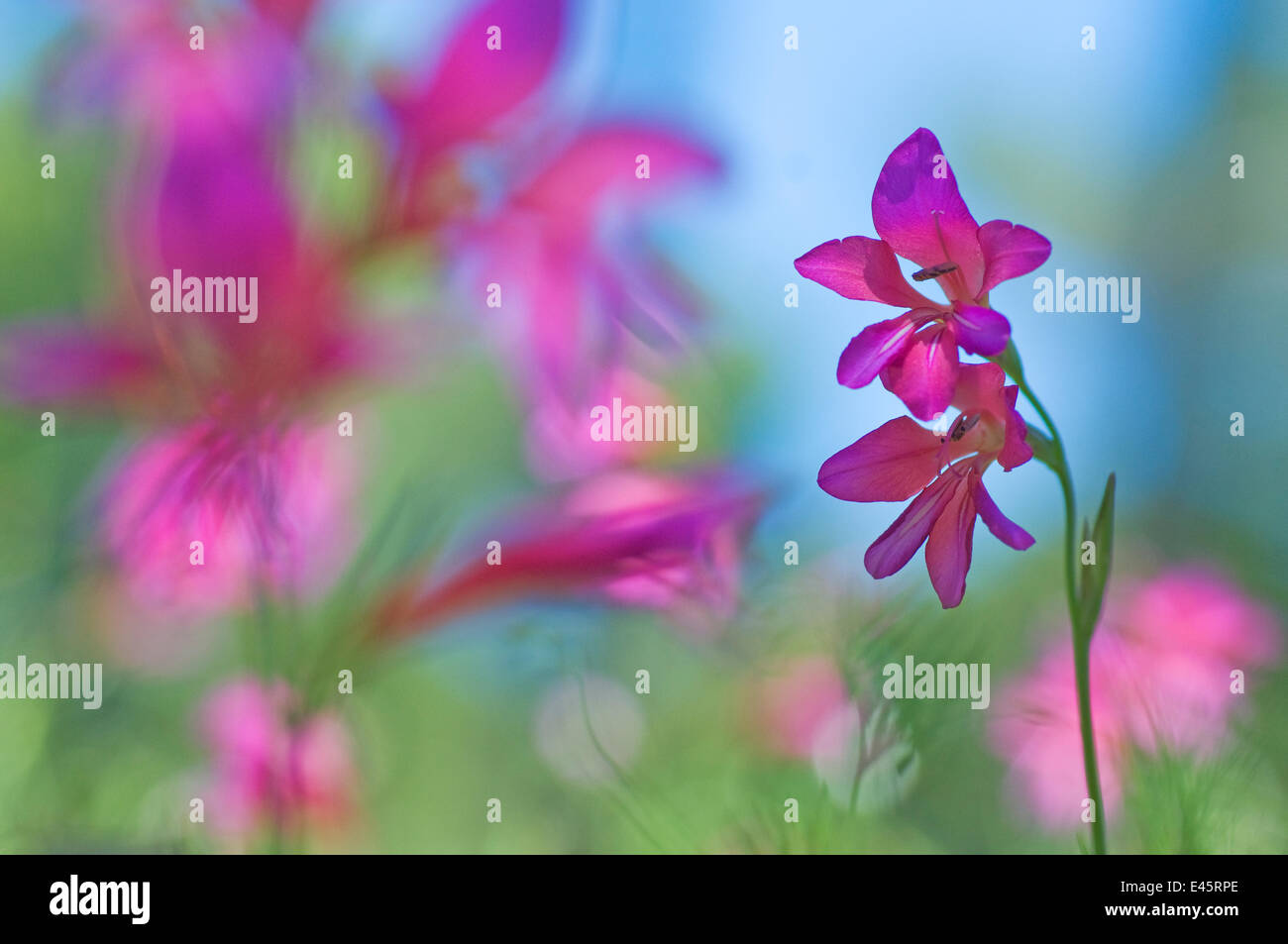 Wild gladiolus (Gladiolus illyricus) fiori, Menorca, isole Baleari, Spagna, Europa Foto Stock