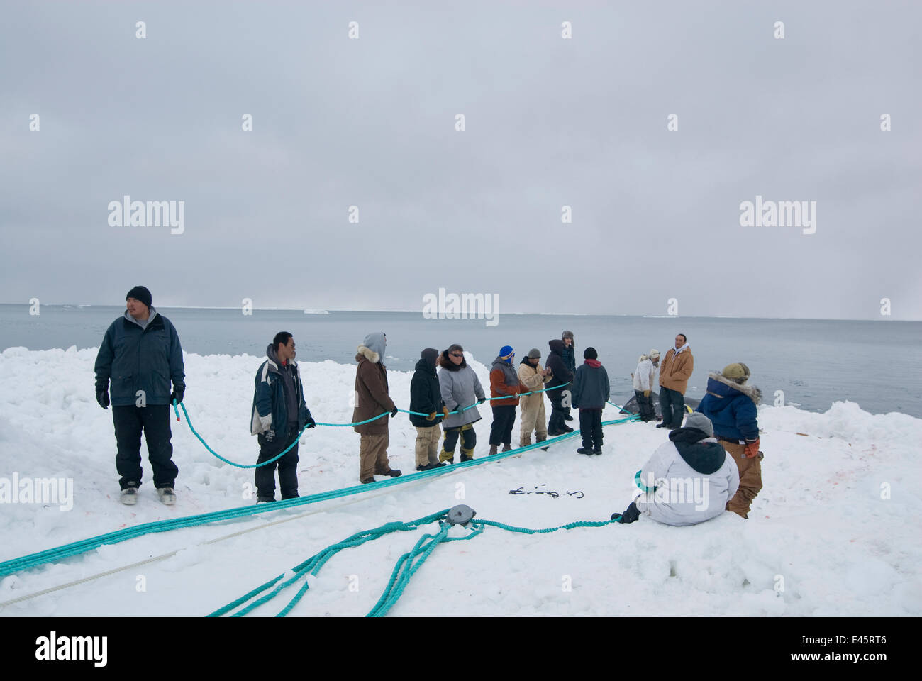 I residenti delle Inupiaq arctic village di Barrow lungo con sussistenza whalers tirare un Bowhead whale (Balaena mysticetus) catture sul pacco ghiaccio utilizzando un blocco o un paranco sistema di puleggia, Chukchi Sea, Alaska, Stati Uniti d'America. Maggio 2009 Foto Stock